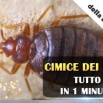 10 Modi efficaci per rimuovere la penna dalla pelle senza dolore