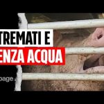 Scadenza Gomme Estive: La Data Cruciale per la Sicurezza Stradale